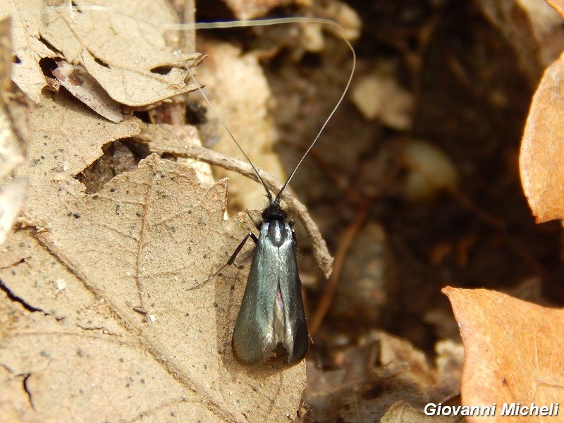 Adelidae sp?